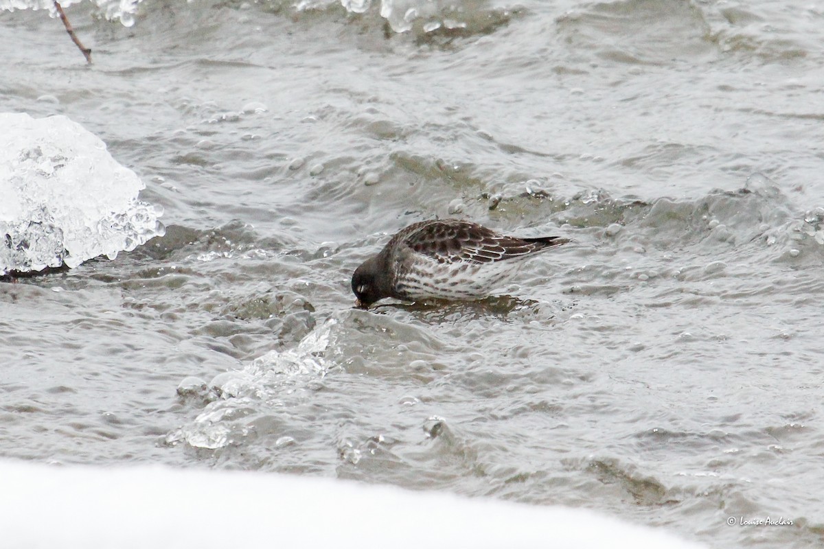 Mor Kumkuşu - ML646307297