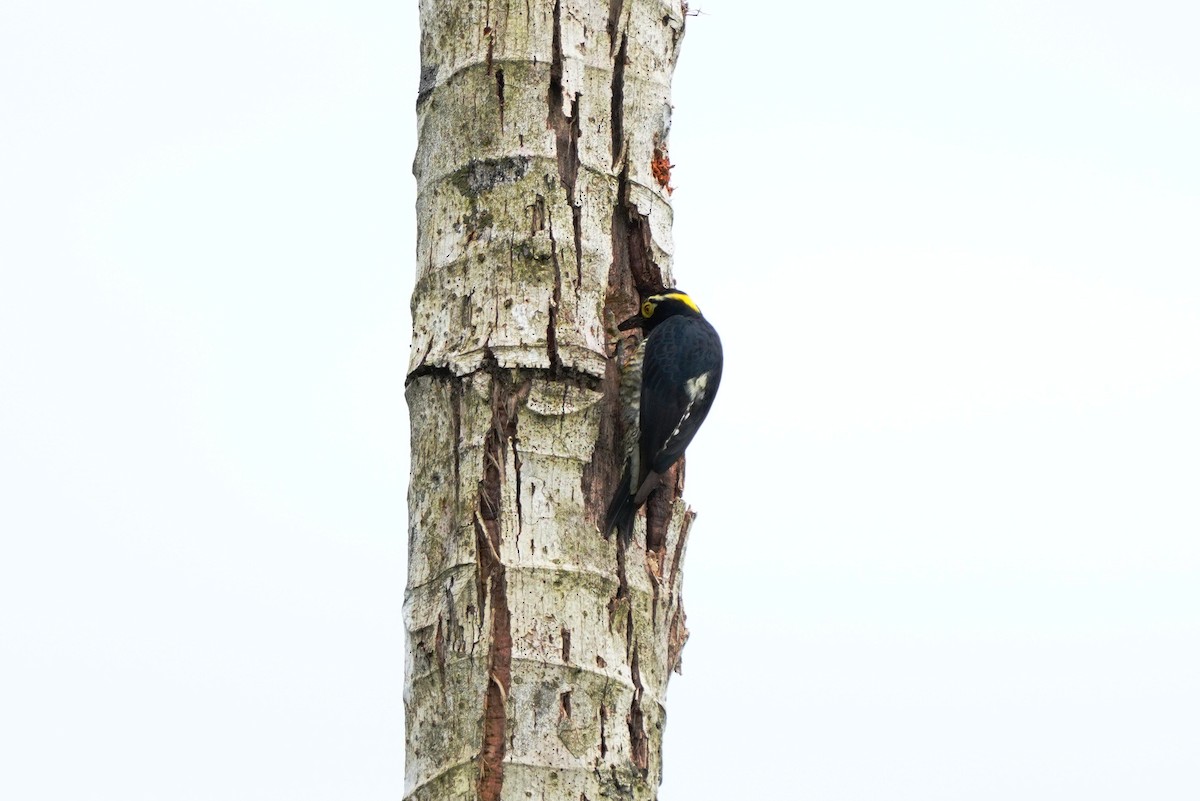 Yellow-tufted Woodpecker - ML646307298