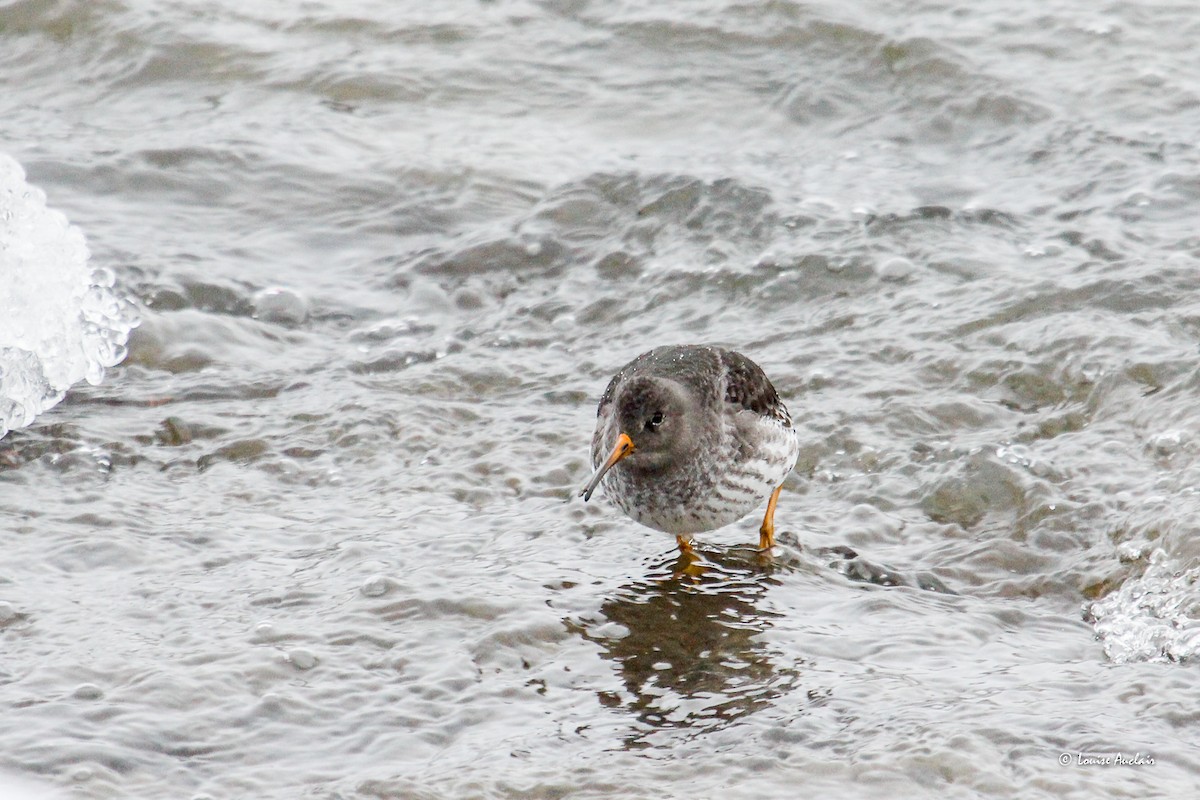 Mor Kumkuşu - ML646307299