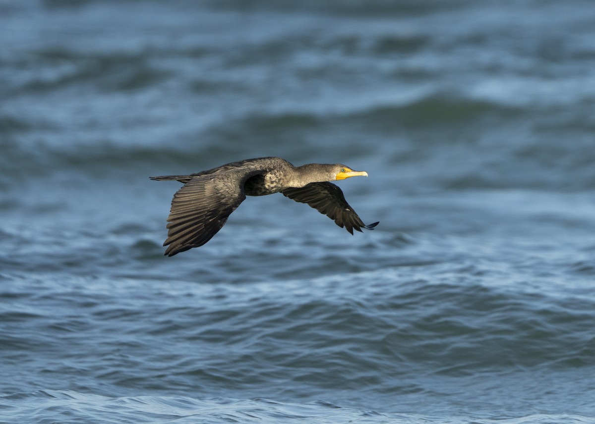 Double-crested Cormorant - ML646307300