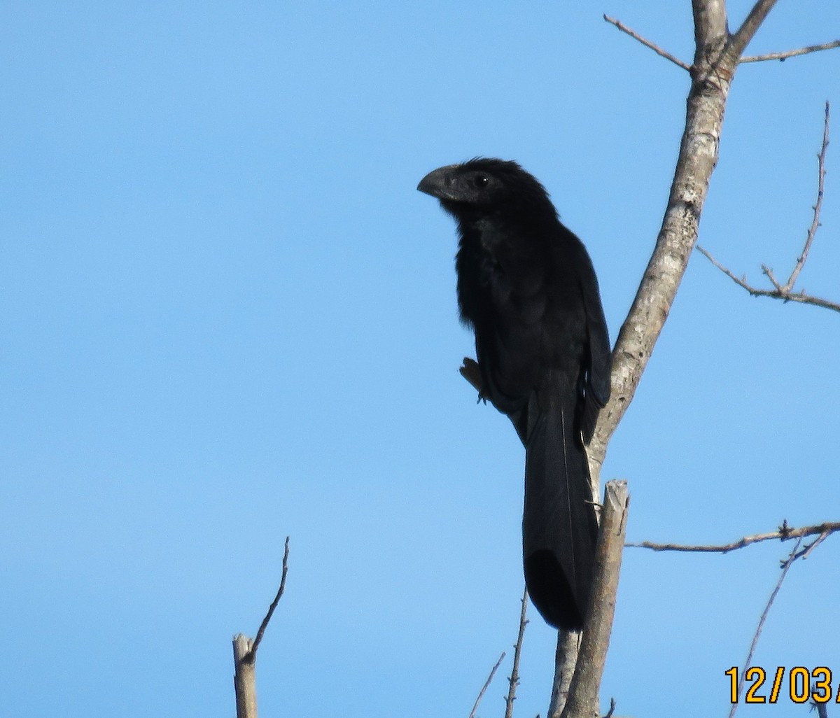 Groove-billed Ani - ML646307301