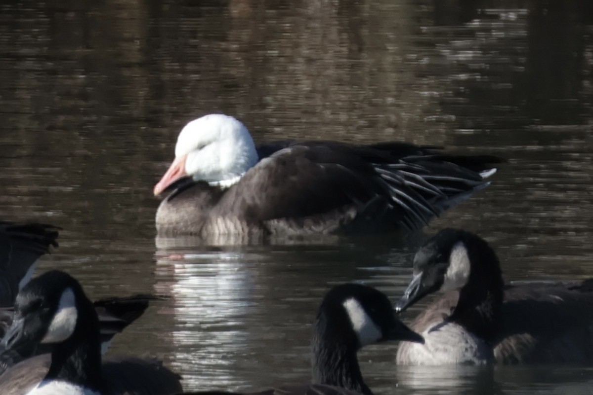 Гуска біла - ML646307302