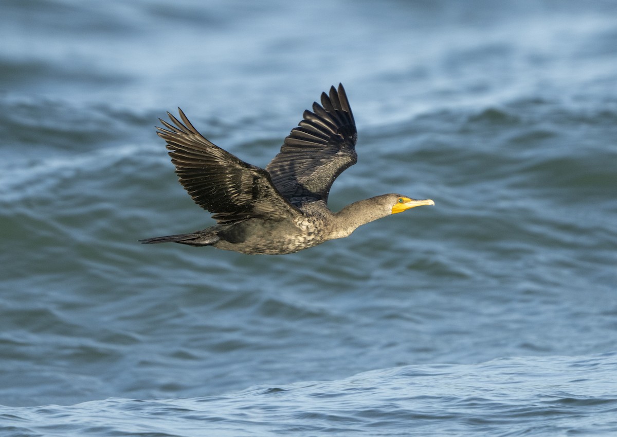 Double-crested Cormorant - ML646307303