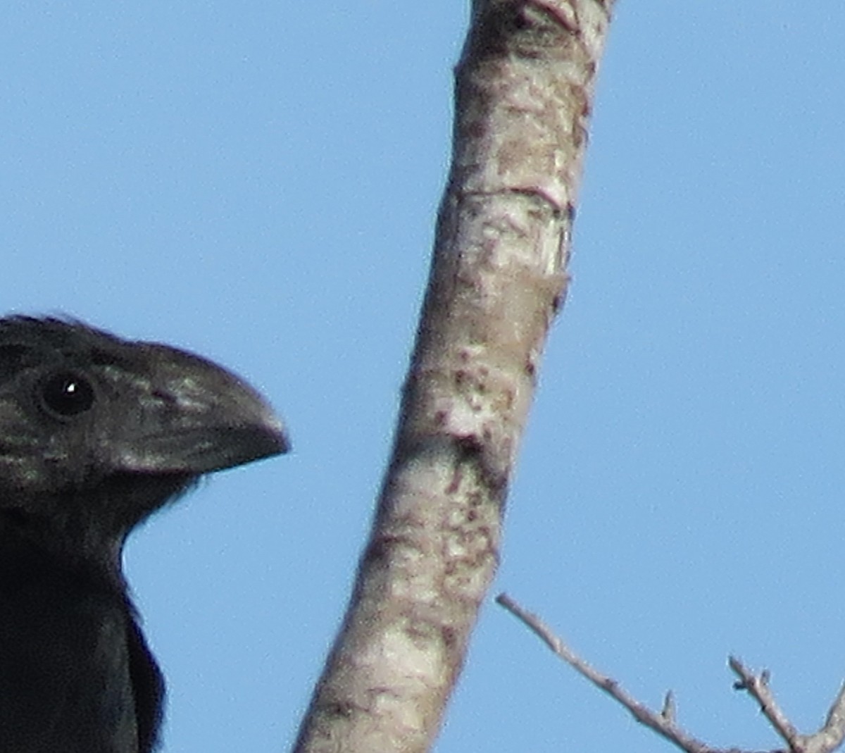 Groove-billed Ani - ML646307307