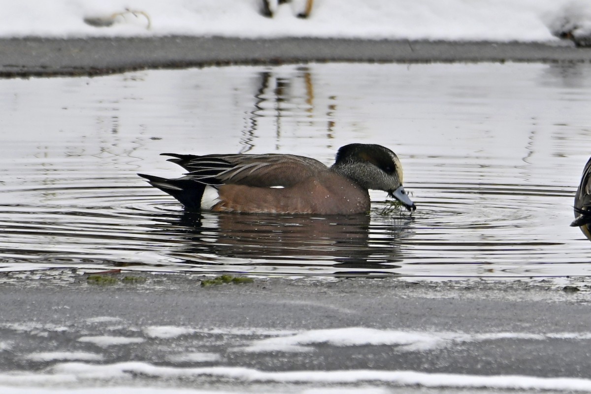 American Wigeon - ML646307308