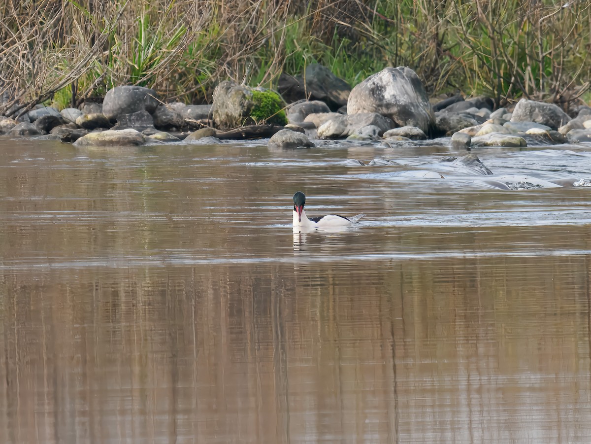 מרגון גדול - ML646307311