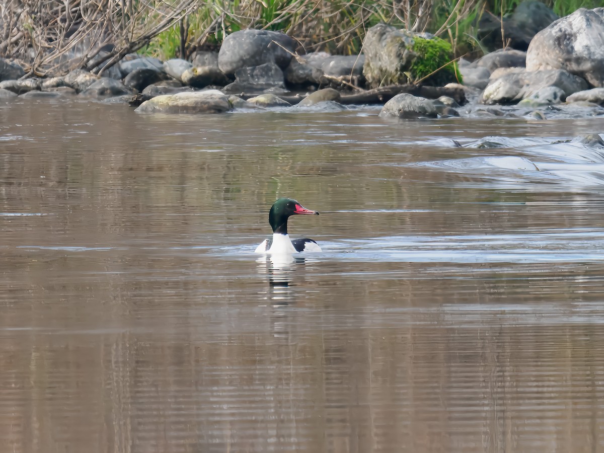 מרגון גדול - ML646307312