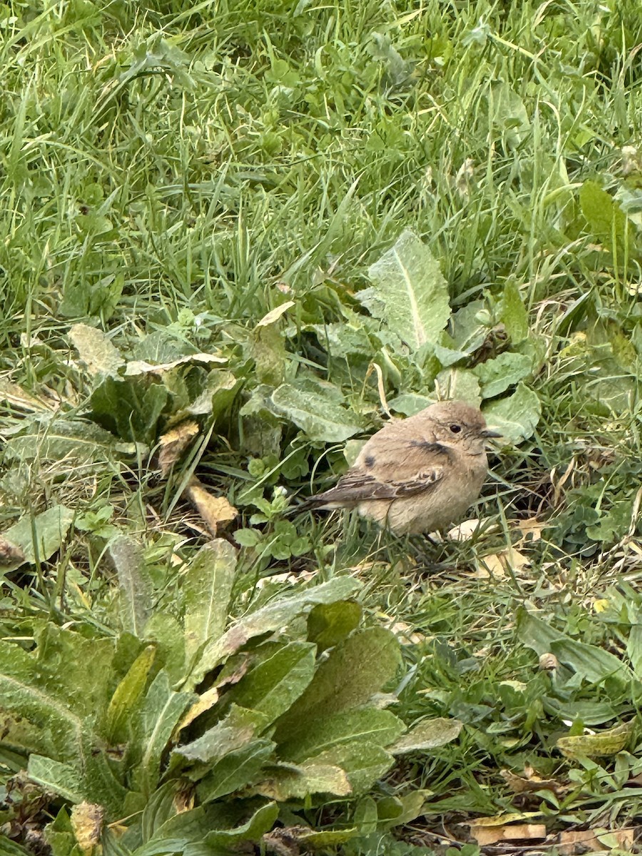 Desert Wheatear - ML646307313