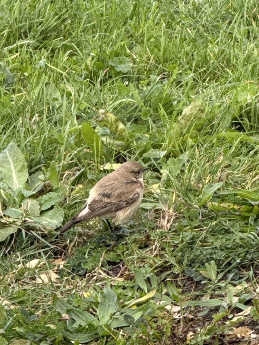 Desert Wheatear - ML646307314