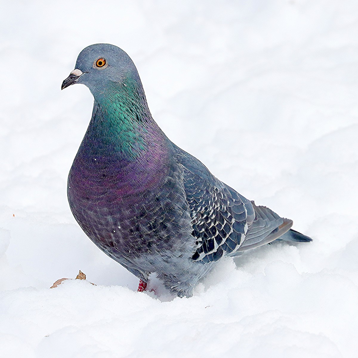 Rock Pigeon (Feral Pigeon) - ML646307315