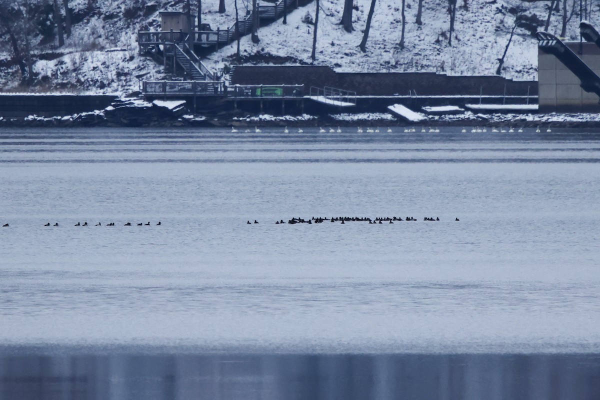 kachnovití sp. - ML646307317