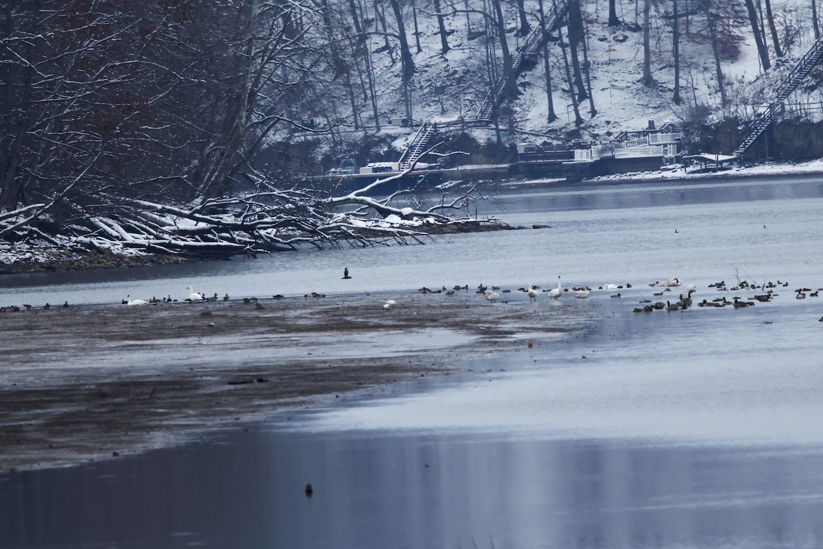 kachnovití sp. - ML646307318