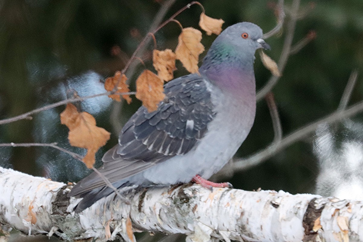 Rock Pigeon (Feral Pigeon) - ML646307319