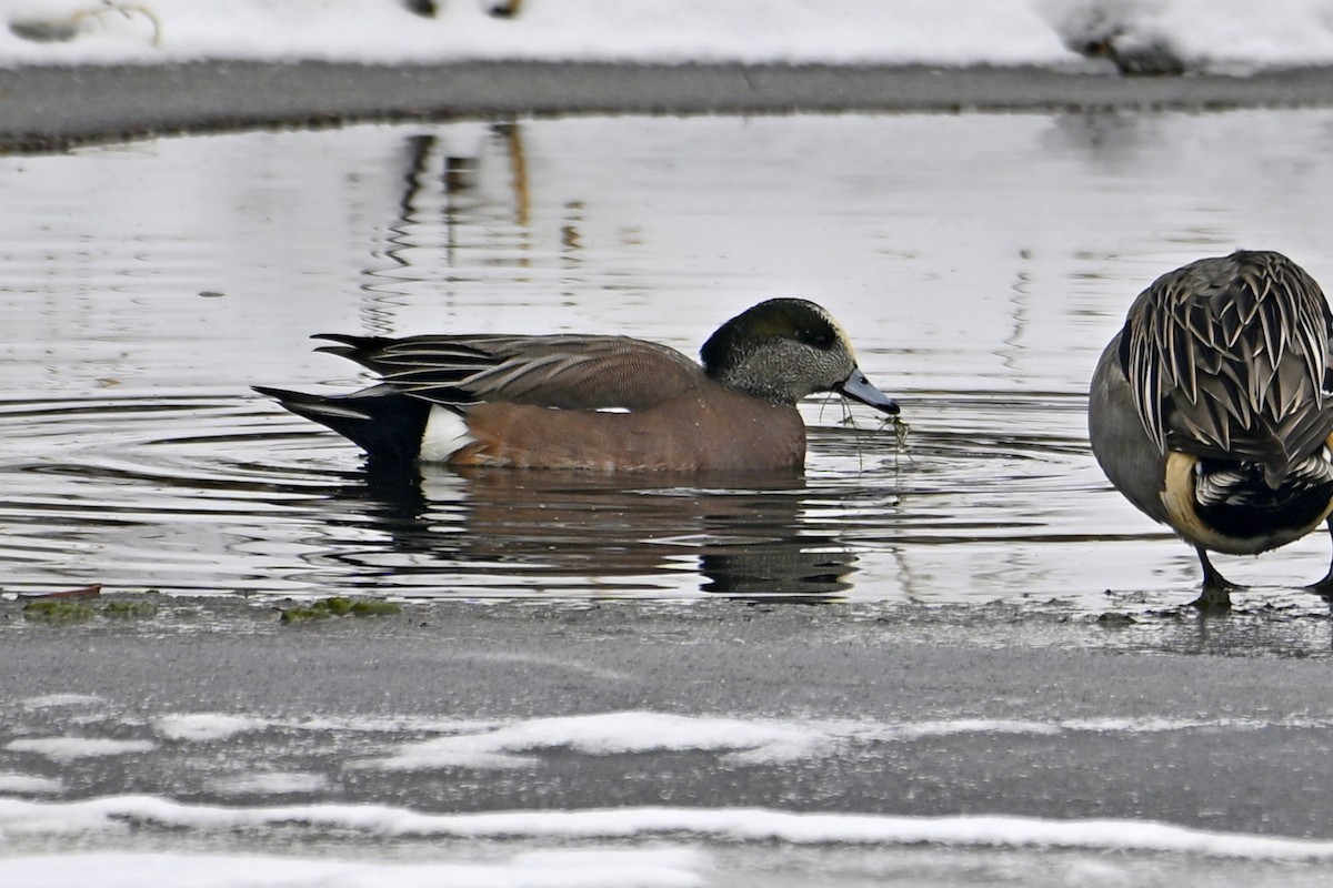 American Wigeon - ML646307320