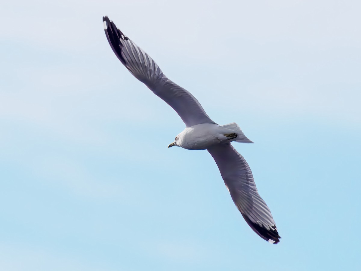 שחף עקוד-מקור - ML646307321
