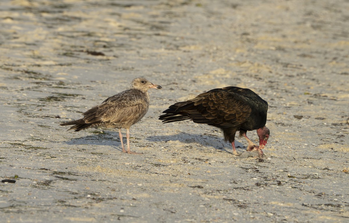 Turkey Vulture - ML646307323