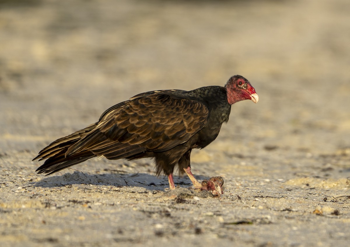 Turkey Vulture - ML646307324