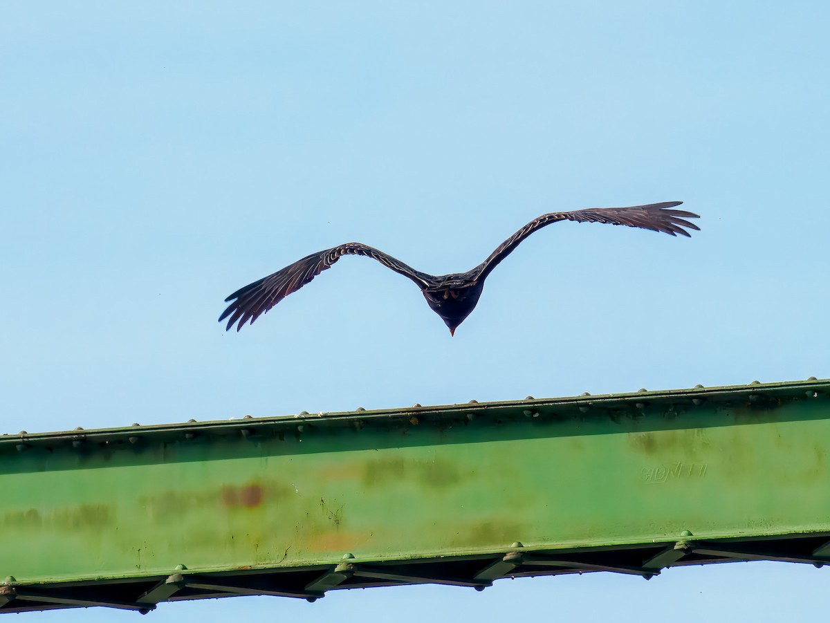 Turkey Vulture - ML646307335