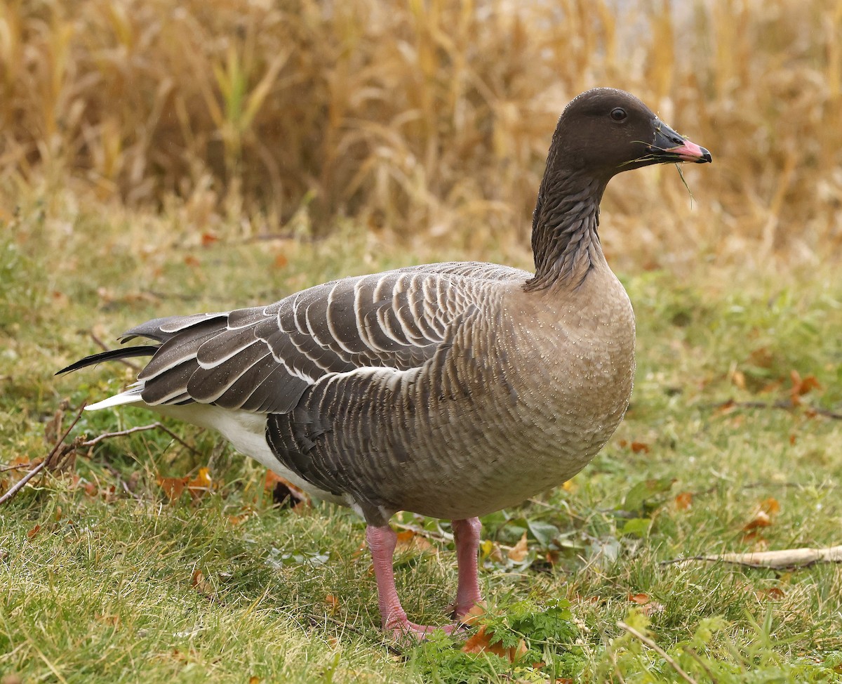 Pink-footed Goose - ML646307336