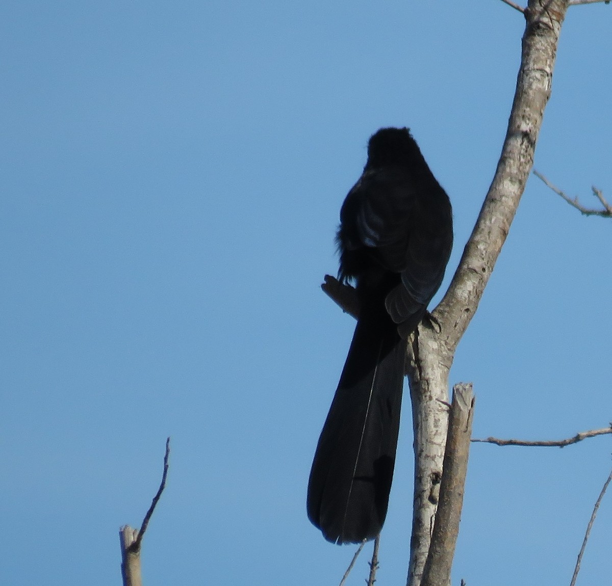 Groove-billed Ani - ML646307337