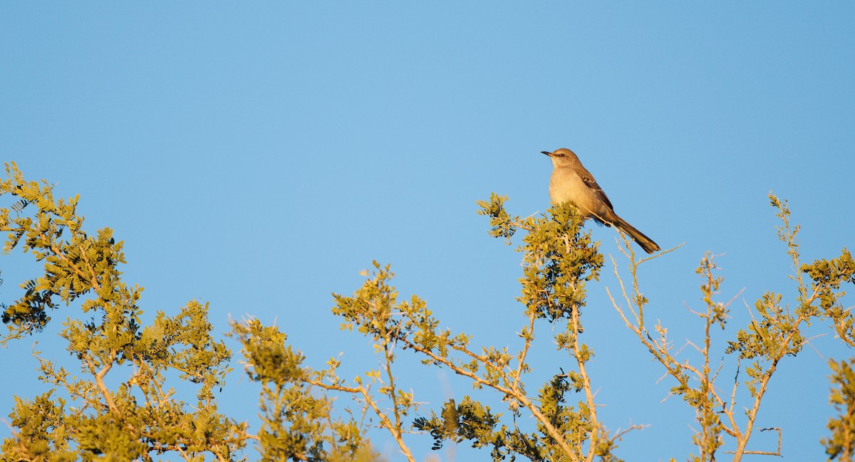 Northern Mockingbird - ML646307339