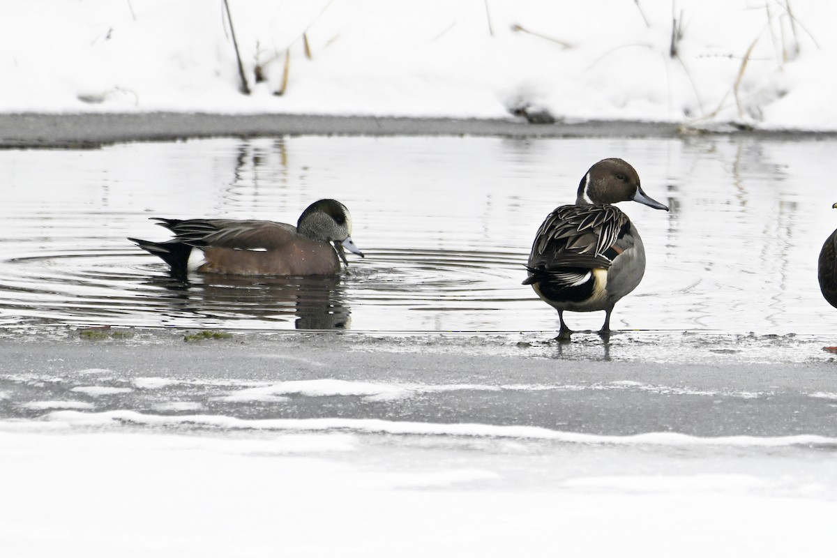 Northern Pintail - ML646307340