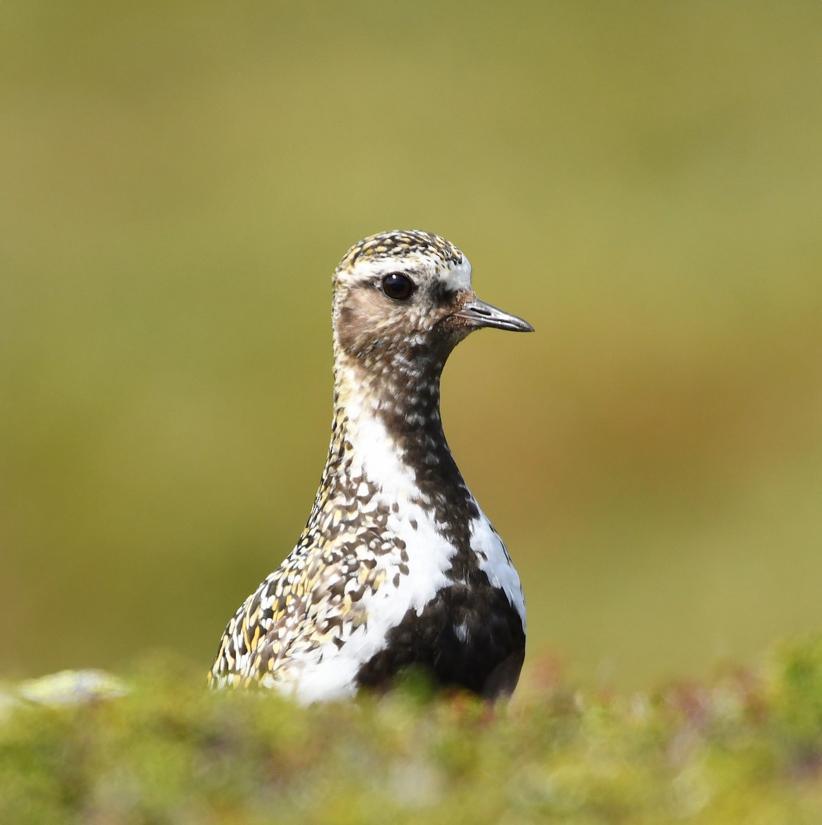 Сивка звичайна - ML646307341