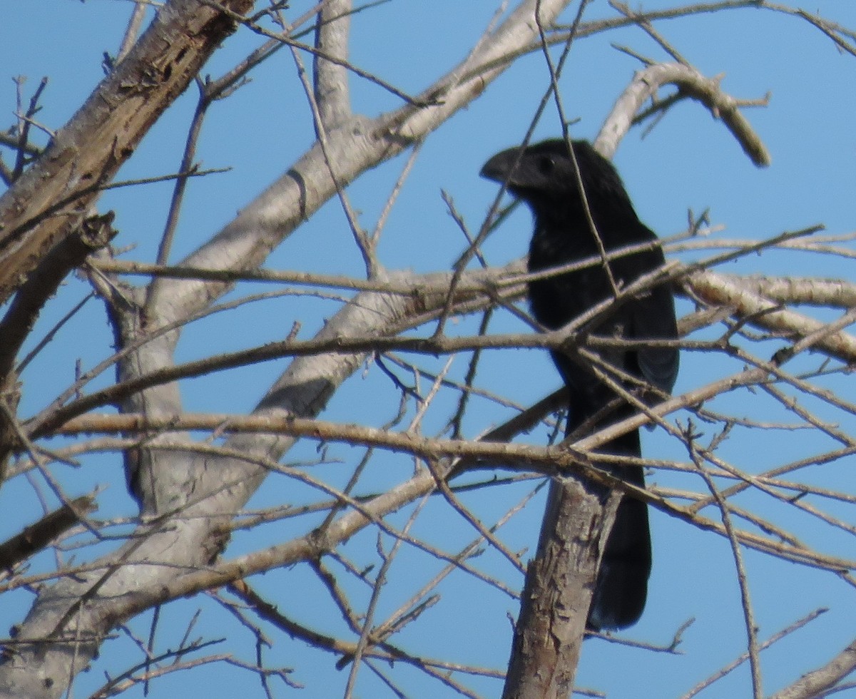 Groove-billed Ani - ML646307342
