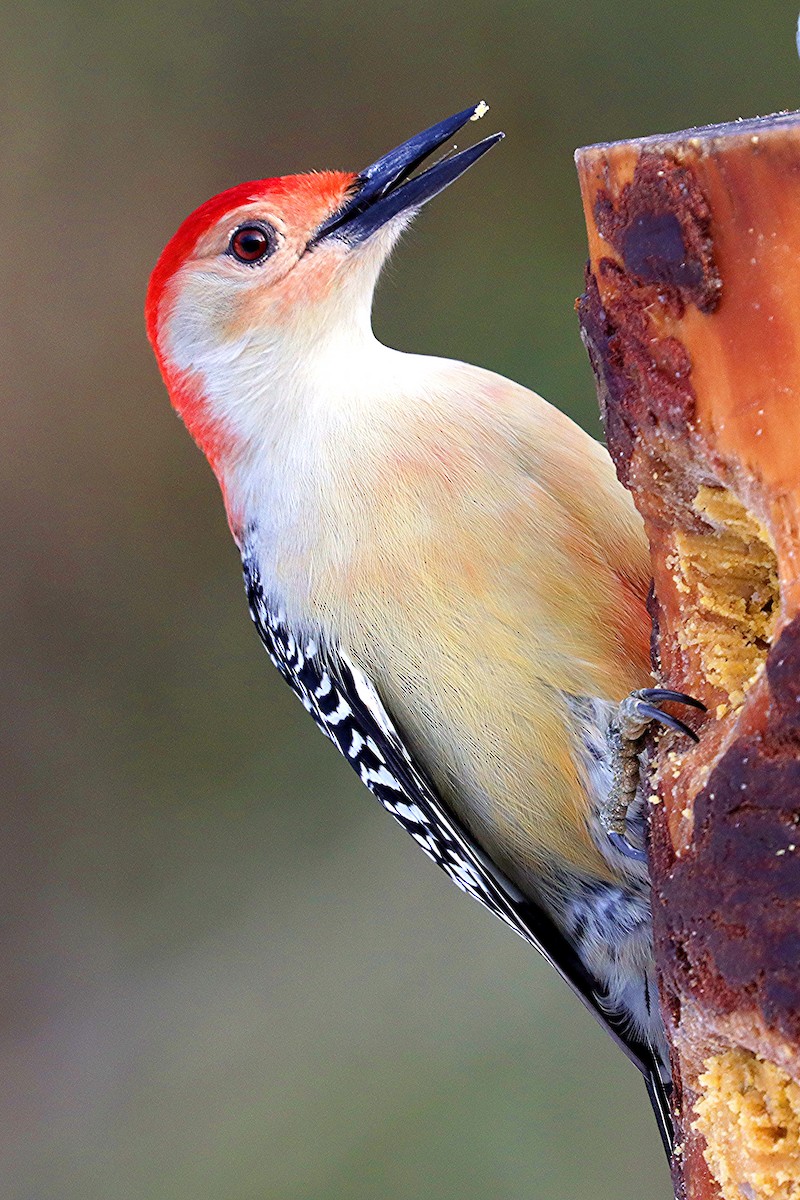 Red-bellied Woodpecker - ML646307345