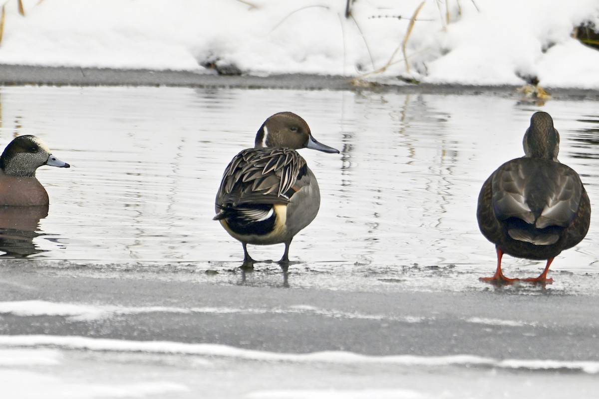 Northern Pintail - ML646307348