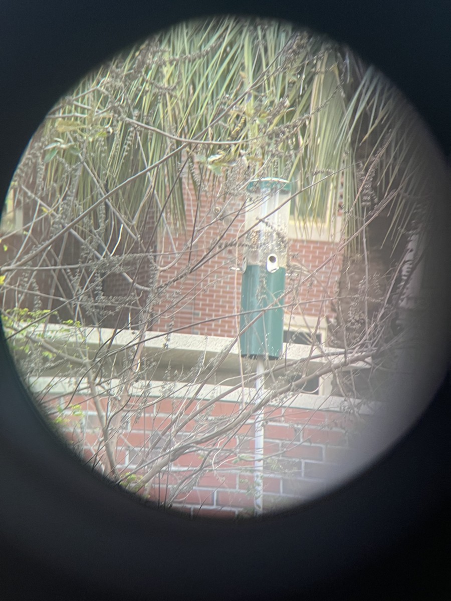 Burugorri arrunta - ML646307351