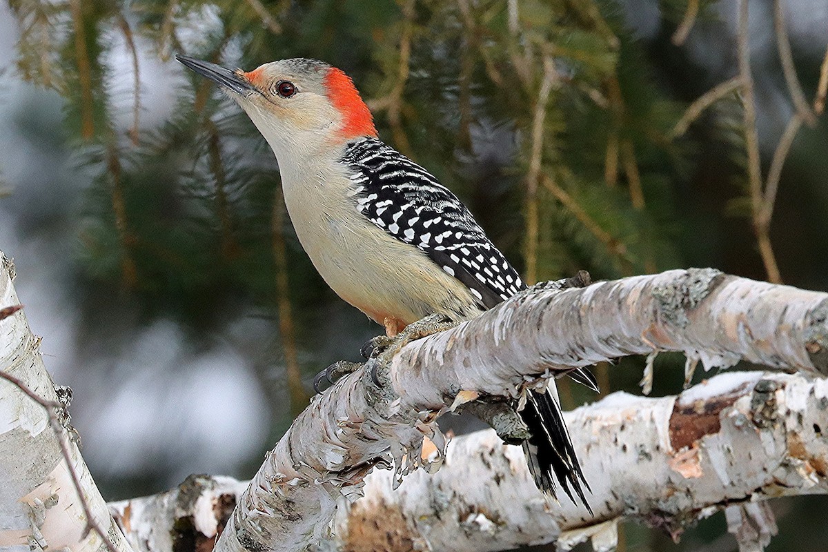 Red-bellied Woodpecker - ML646307352