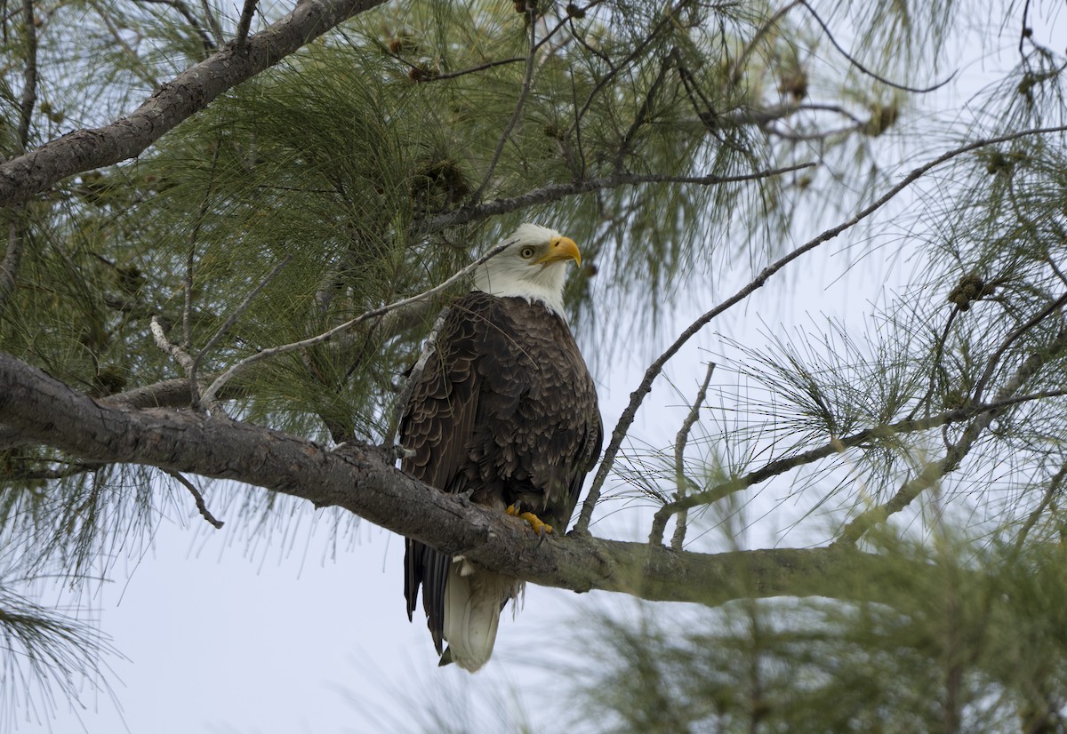 Itsas arrano buruzuria - ML646307353
