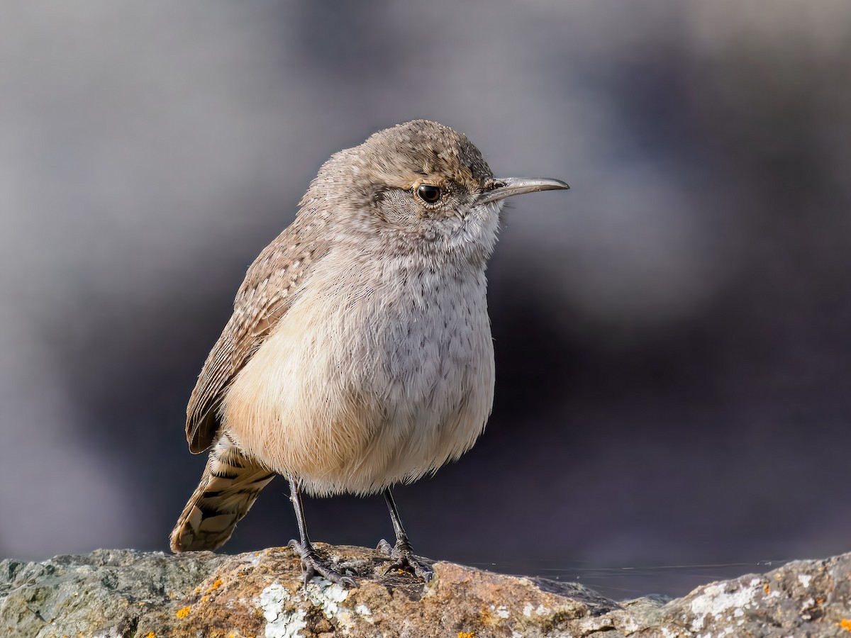 Rock Wren - ML646307354
