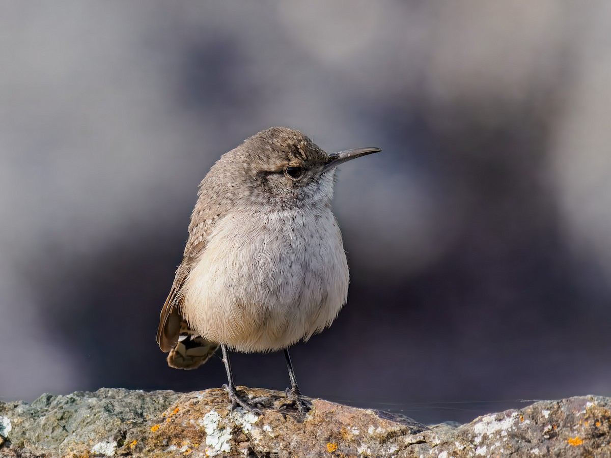 Rock Wren - ML646307355