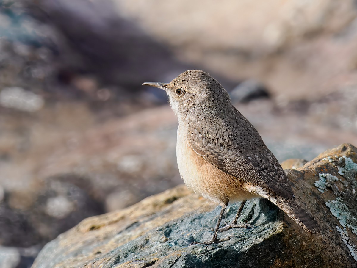 Rock Wren - ML646307356