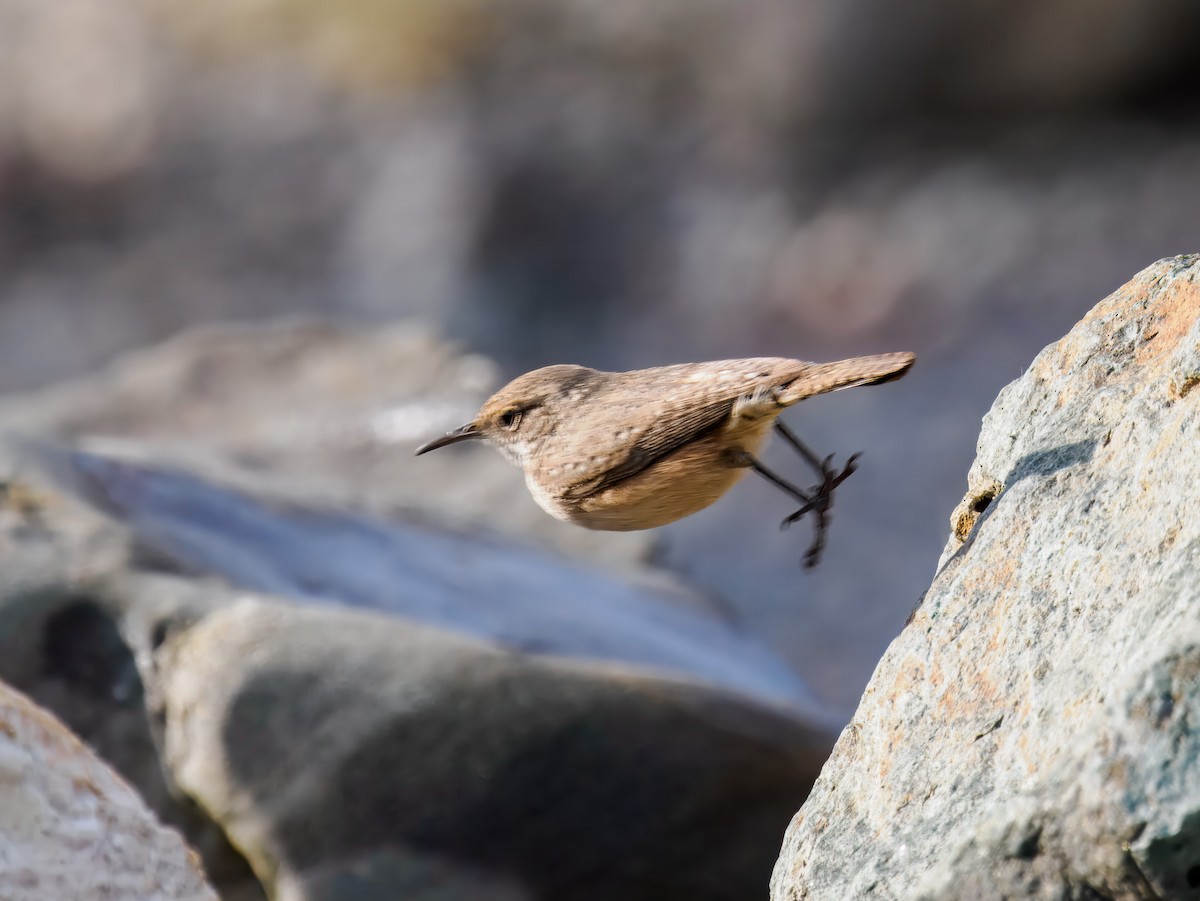 Rock Wren - ML646307357