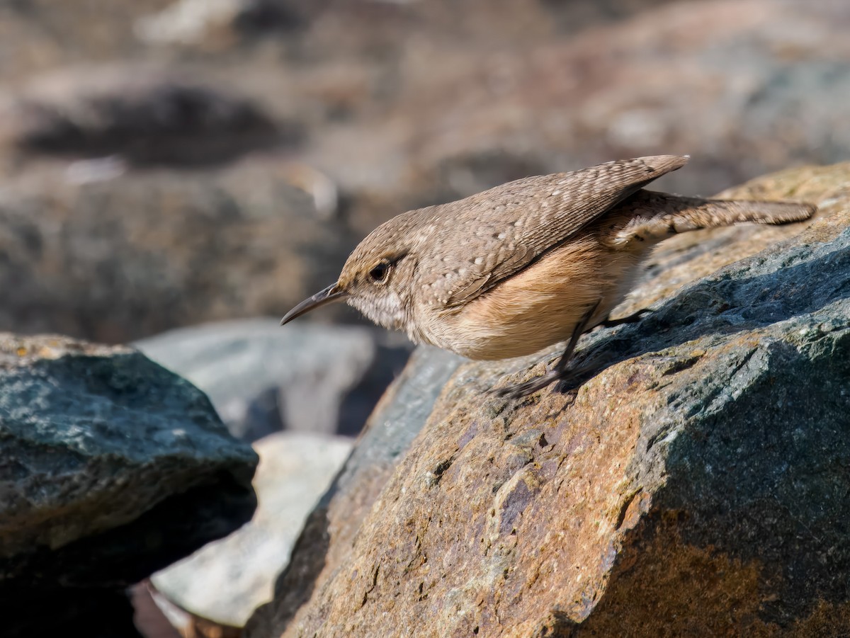Rock Wren - ML646307358