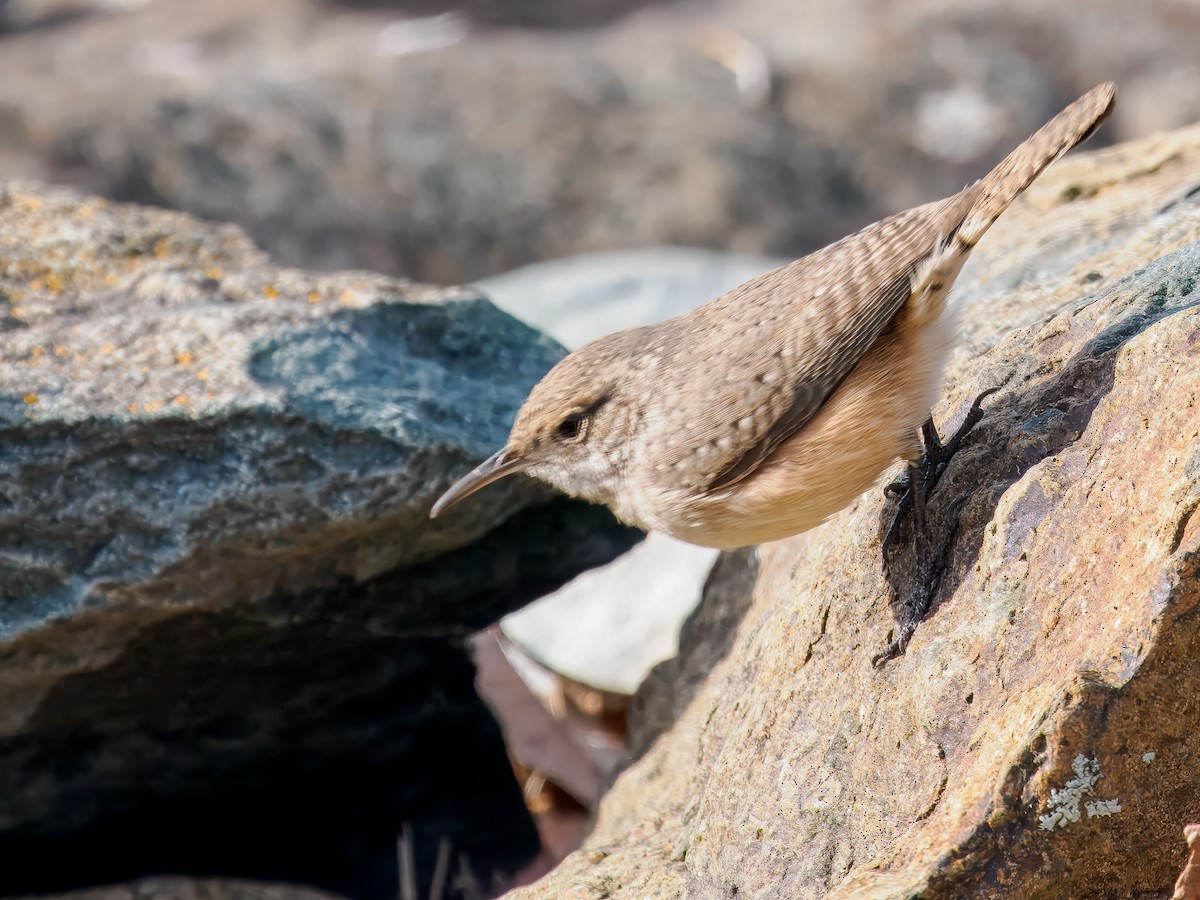 Rock Wren - ML646307359