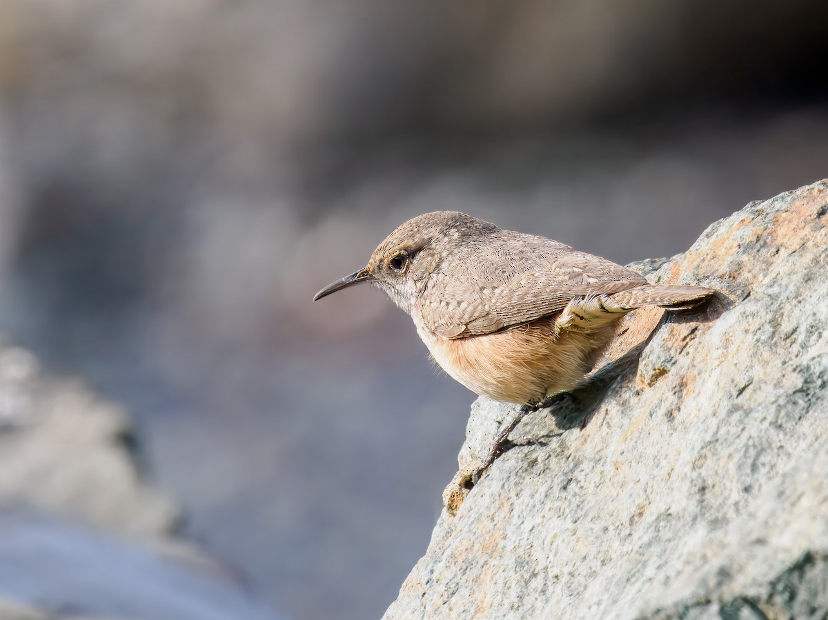 Rock Wren - ML646307360