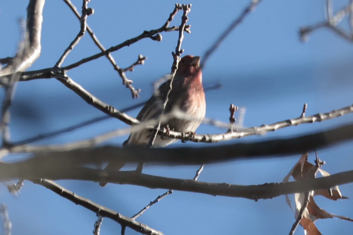 Burugorri arrunta - ML646307361