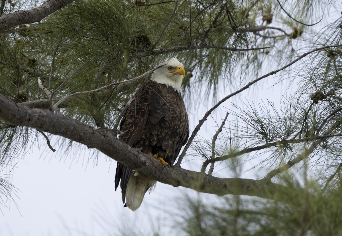 Itsas arrano buruzuria - ML646307362