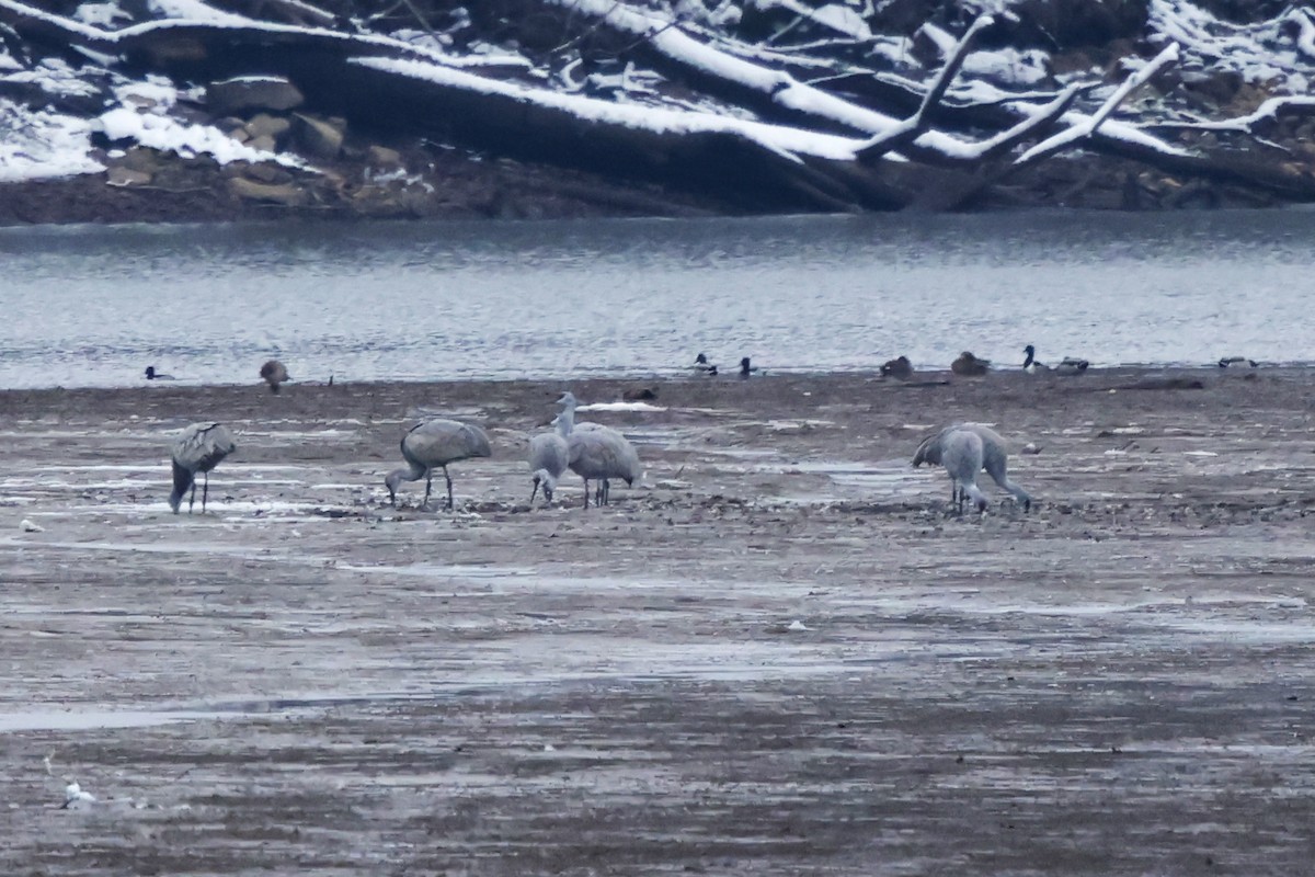 jeřáb kanadský - ML646307363