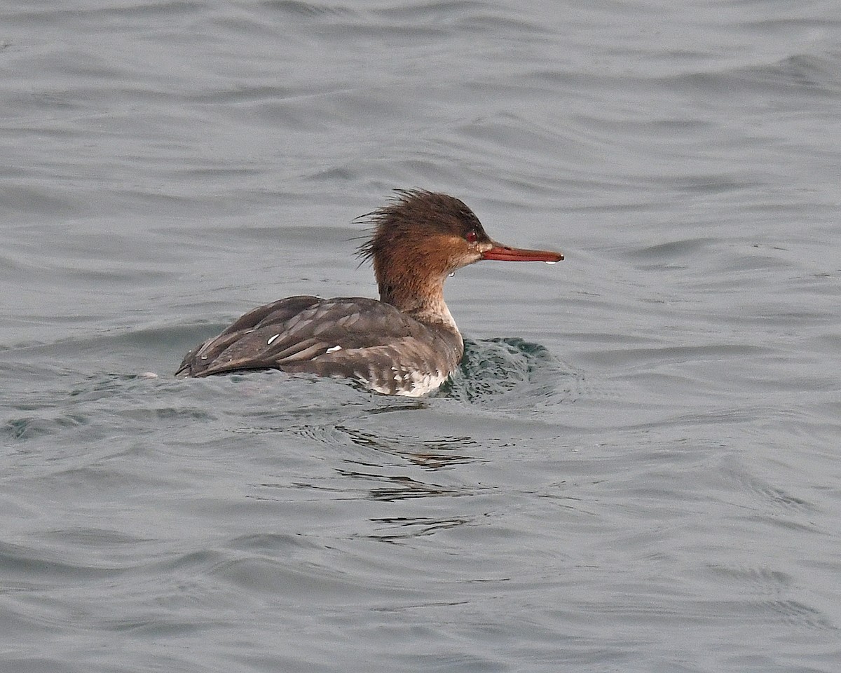 Zerra ertaina - ML646307365