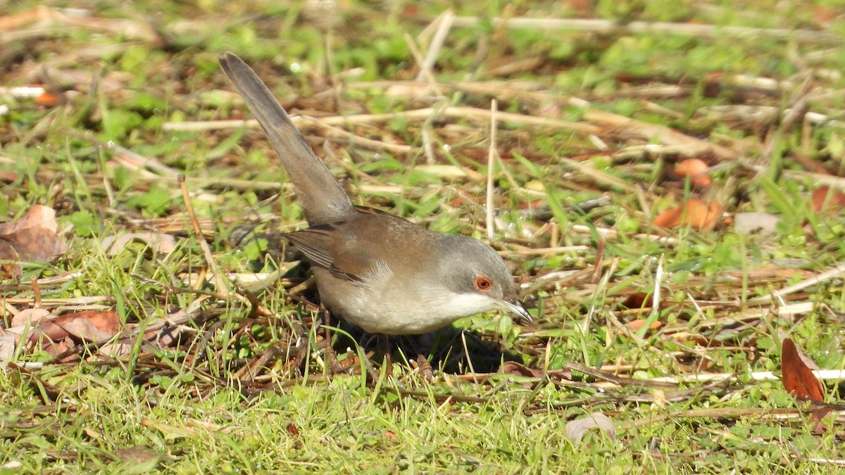 Txinbo burubeltza - ML646307366