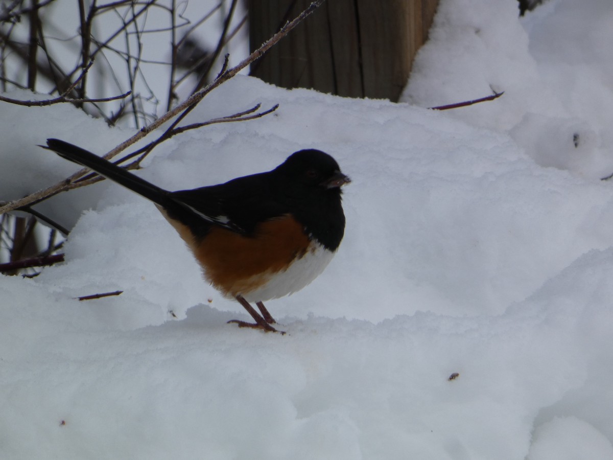 Eastern Towhee - ML646307367