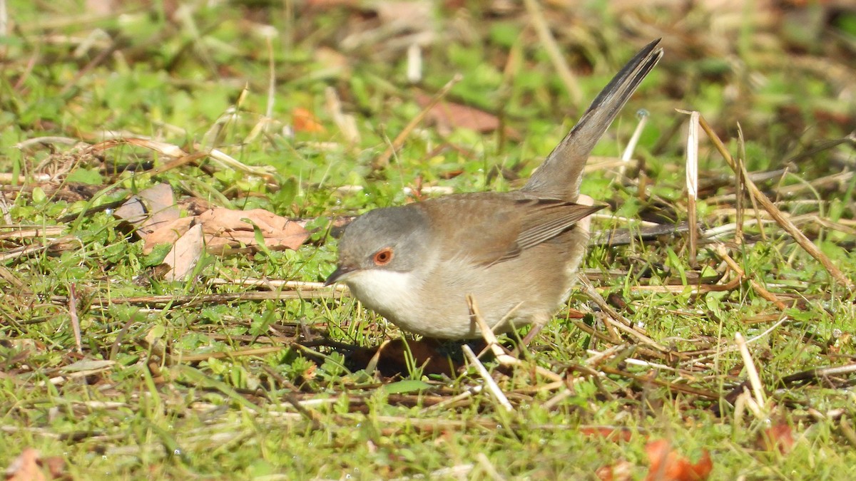 Txinbo burubeltza - ML646307368