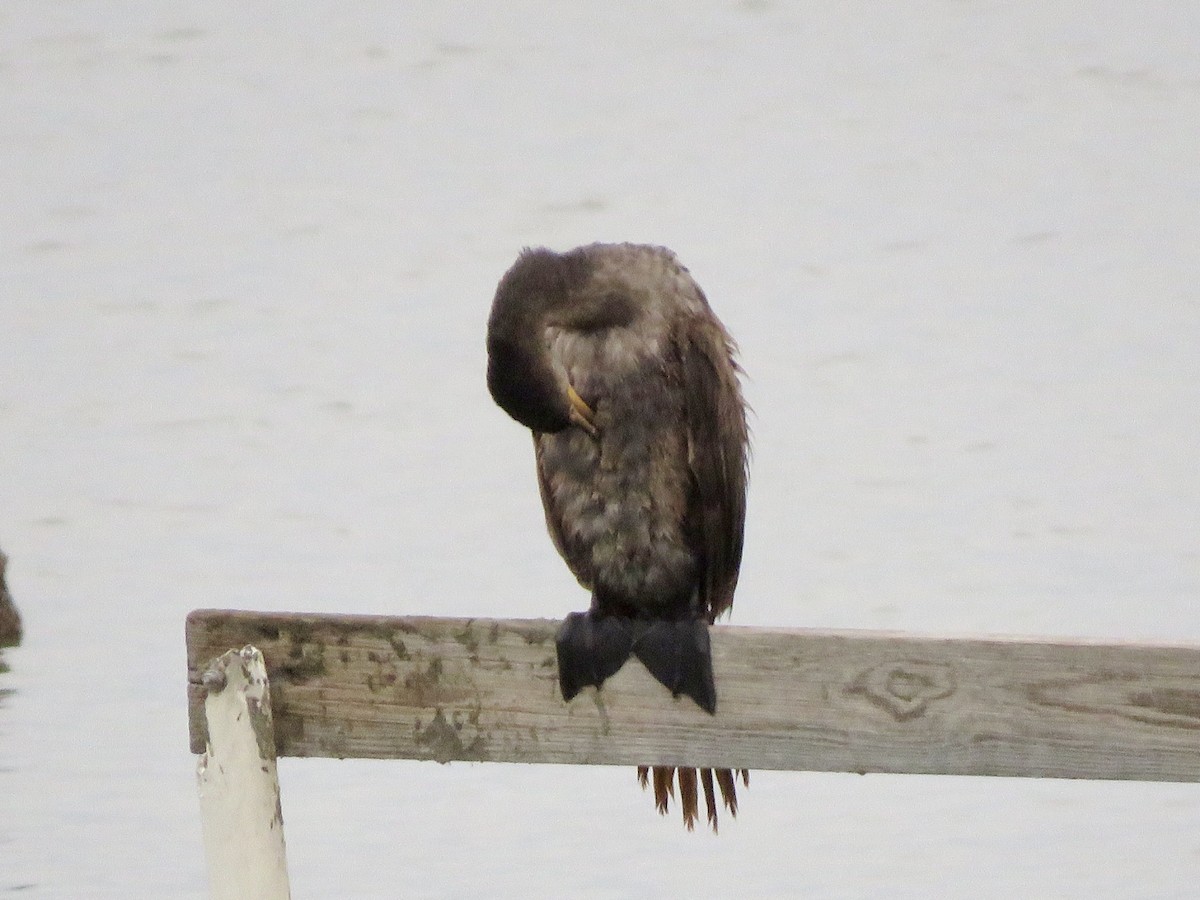 Neotropic Cormorant - ML646307369