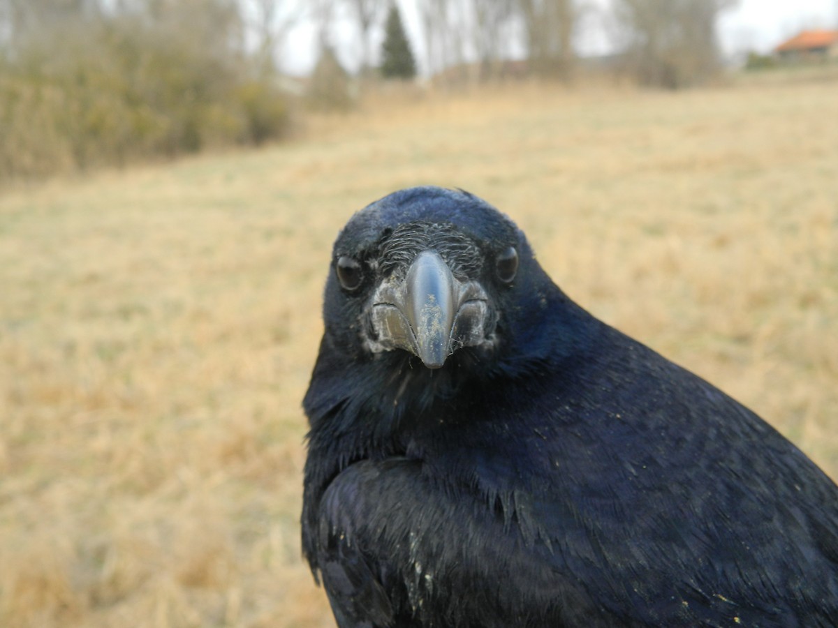 Ekin Kargası - ML646307370