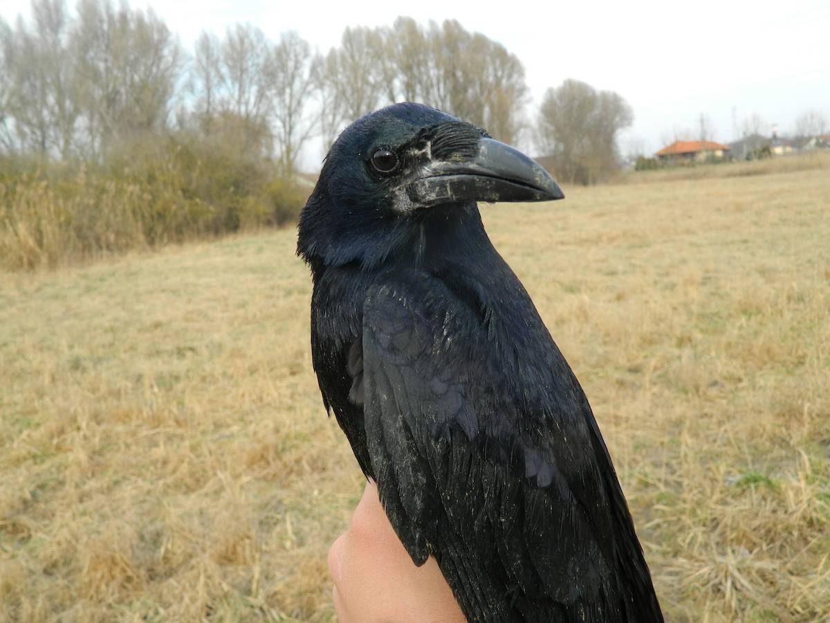 Ekin Kargası - ML646307372